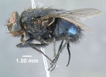 Media type: image;   Entomology 613614 Aspect: habitus lateral view